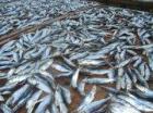 Luftgetrockneter Fisch Philippinen Handelspartner sowie Agenten in Deutschlan