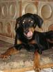 Dobermann Mix Rocky geb. 15. 06. 2022 sucht neues Körbchen