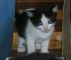 2 Katzen zu verschenken