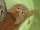 2 kleine rote Kater abzugeben vom 10. Mai