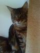 REINRASSIGER MAIN COON KATER SUCHT DRINGEND EIN NEUES ZUHAUSE
