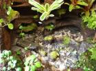 Biete Terrarien Zubehör Futtertiere Pflanzen