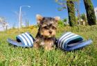 Unsere kleine Yorkshire Terrier Welpen suchen ein tolles neues Zuhause
