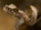 Gottesanbeterinen Gongylus gongylodes Deroplatys desiccata