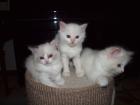 Hobbyzucht hat verschmuste süchtigmachende Kitten abzugeben 0157-79054637