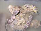 Biete leopardgecko Zuchtgruppe 1. 2