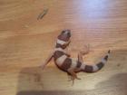 Biete Leopardgeckos NZ 2022