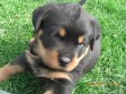 Rottweilerwelpen reinrassig in liebevolle Hände zu verkaufen
