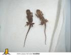 Pogona bartagamen babys abzugeben