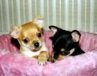 Reinrassige und gesunde Chihuahuababys.