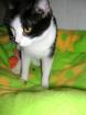 Marie Schmusefee sucht liebes Zuhause