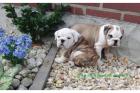 English Bulldog Welpen mit Papieren