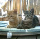 Hunde und Katzen suchen ein Zuhause Freunde der Tiere Altmühltal e. V.