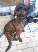DRINGEND Suche neues zuhause