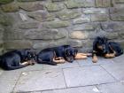 Rottweiler Dobermann Welpen