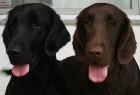 Flatcoated Retriever- Welpen schwarz und braun mit Papieren