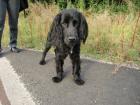 Schwarzer Cocker Spaniel 10 Monate