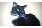 Maine Coon Deckkater