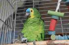 Blaustirnamazone Henne 2 Jahre Jung