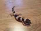 Biete Leopardgeckos NZ 2022