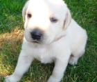 Labradorwelpen
