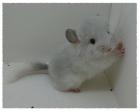Chinchillas in verschiedenen Farben abzugeben