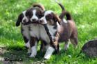 Mini Aussie Rüden in red tri