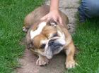 Pullja Englische Bulldogge 3 Jahre jung