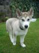Super-süßer grau weißer Husky-Welpe Rüde sucht liebevolles Zuhause
