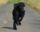Individueller Service Rund um den Hund mit