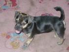 Nero Mix-Welpe sucht DRINGEND ein neues Zuhause