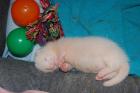 Frettchenwelpe Albino abzugeben