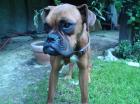 Boxerhündin 10 Monate alt sportlicher Typ sucht bezugsfertige Hundehütte.