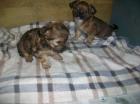 Mischling welpen Shi -Tzu yorky edel mix