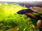 Betta Splender siamesischen Kampffisch günsitg abzugeben