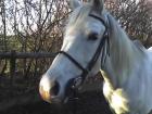 Biete Reitbeteiligung auf Araber Stute im Raum Lippstadt