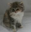 Highlander Kitten.