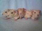 Glatthaar in Creme Satin 5 Babys