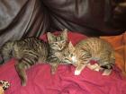 7 Katzenkinder suchen Schmuseopfer
