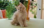 3 Maine Coon Kater mit Stammbaum suchen.