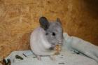 Chinchilla Jungtiere suchen neues Heim