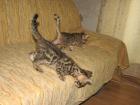 Bengal Kitten