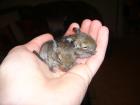 Junge Degus günstig abzugeben