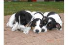 Jack Russel Welpen ab dem 18. 08. abzugeben