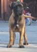 Bullmastiff-female mit Züchtergarantie zu verkaufen
