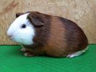 Cuys Cuy Cuyes Meerschweinchen abzugeben