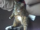 Suche Deckkater