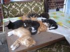 DRINGEND. Katzenbabys und 9 Monat alte Katzen abzugeben
