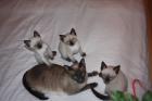 Tonkanesenkitten suchen Streichelhände