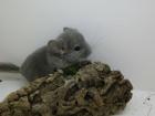 Chinchillas in verschiedenen Farben abzugeben